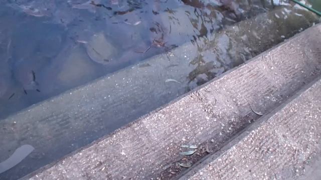 Европейские сомы смотреть онлайн