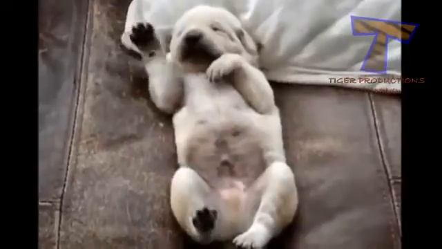 ржачное видео про то как животные спят смотреть онлайн