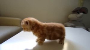 Рыжий котенок