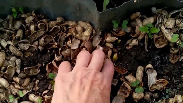 Безвременник расцвёл. Чудо осени. смотреть онлайн