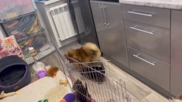 VLOG: ЩЕНКИ ЙОРКА НАЧАЛИ МЕНЯТЬ ОКРАС|первая одежда щенков ? ДЕНЬ С НАМИ! Йоркширские терьеры смотреть онлайн