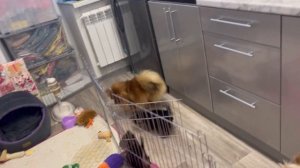 VLOG: ЩЕНКИ ЙОРКА НАЧАЛИ МЕНЯТЬ ОКРАС|первая одежда щенков ? ДЕНЬ С НАМИ! Йоркширские терьеры