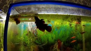 Петушки дерутся Аквариумные рыбки Бой Бойцовые рыбки