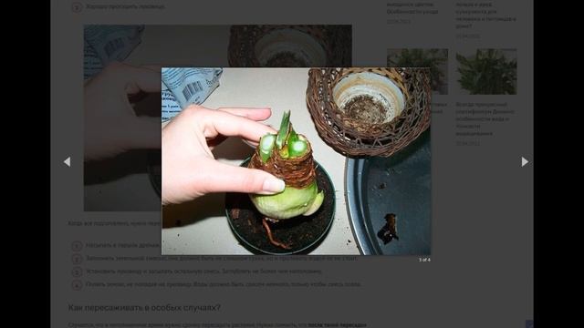 Пересадка гиппеаструма: когда и как лучше пересаживать луковицы растения в домашних условиях? смотреть онлайн
