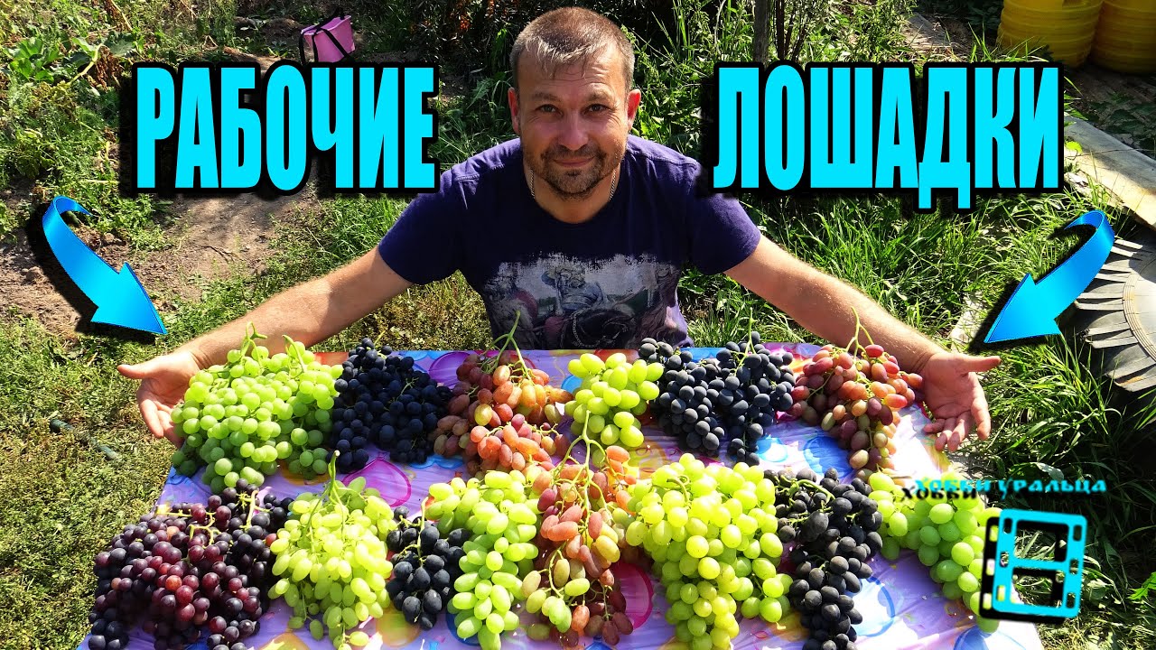 15 ЗОЛОТЫХ СОРТОВ ВИНОГРАДА, ОТ КОТОРЫХ НИКОГДА НЕ ИЗБАВЛЮСЬ. СЕВЕРНЫЙ ВИНОГРАДНИК 21-2 смотреть онлайн