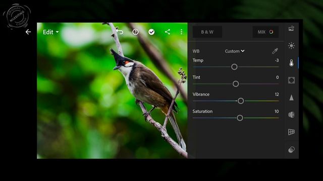 Free Lightroom Presets DNG XMP Download | Birds Photography Preset Mobile Lightroom Tutorial смотреть онлайн
