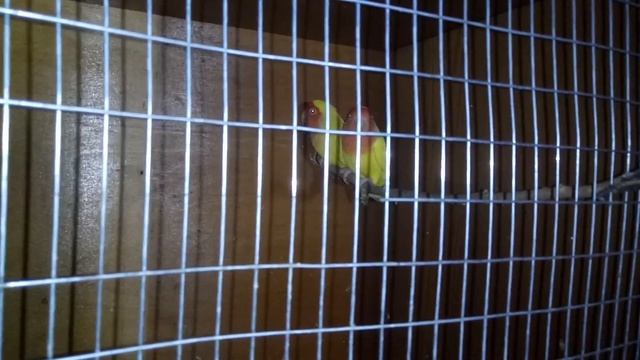 ЗАБОЛЕЛ ПОПУГАЙ НЕРАЗЛУЧНИК - ЧТО ДЕЛАТЬ ？КАК ЛЕЧИТЬ ？ смотреть онлайн