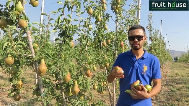 Кармен пишди! смотреть онлайн