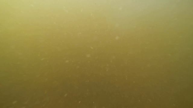 Крупный сом тянет за собой подводного охотника смотреть онлайн