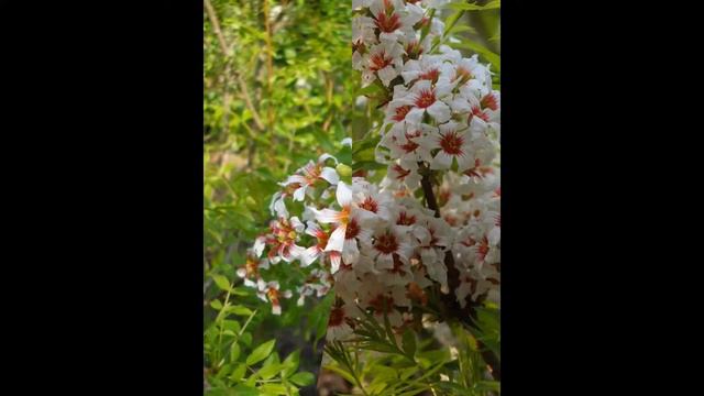 ЧЕКАЛКИН ОРЕХ  XANTHOCERAS  сем. Sapindaceae