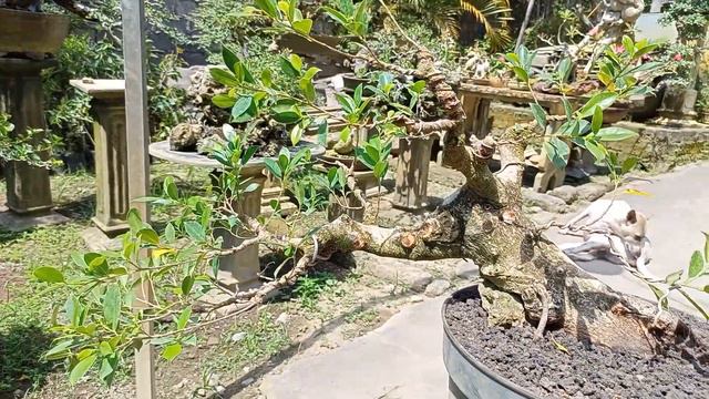 "part 2" Tehnik Cepat Bonsai Kimeng/Fast Technique Ficus Microcarpa смотреть онлайн