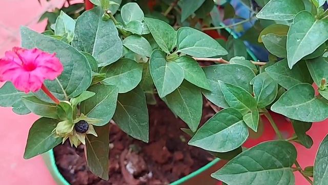 Mirabilis jalapa care||Marvel of Peru||Four O’ clock plant details||Easy maintenance flowering plan смотреть онлайн