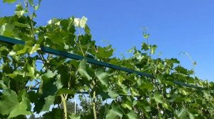 Супер удобная шпалера для винограда. 12 преимуществ этой конструкции.