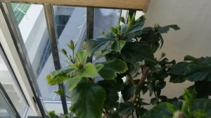 Уход за гибискус ом. Всё просто.