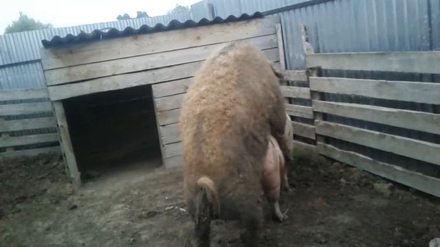 СВИНЬЯ В ОХОТЕ./СЛУЧКА СВИНЕЙ /The pigs lene. смотреть онлайн