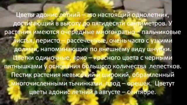 Цветы адонис летний -- это настоящий однолетник смотреть онлайн