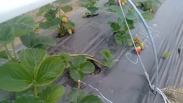 Осторожно трипс! смотреть онлайн