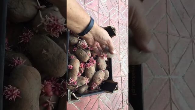 22 августа 2021 г. Картофель Вектор. Год хранения. смотреть онлайн