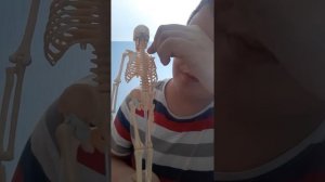 Скелет человека
