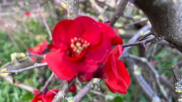 Два коротких стиха“Господи, прости“ и „Душа ищет общения“ смотреть онлайн