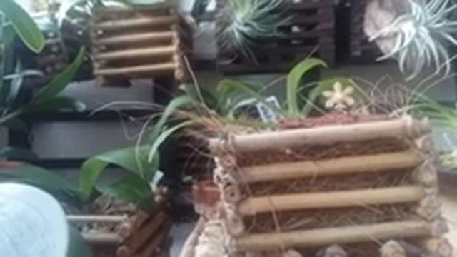 PHALAENOPSIS DELICIOSA -  описание и основы ухода