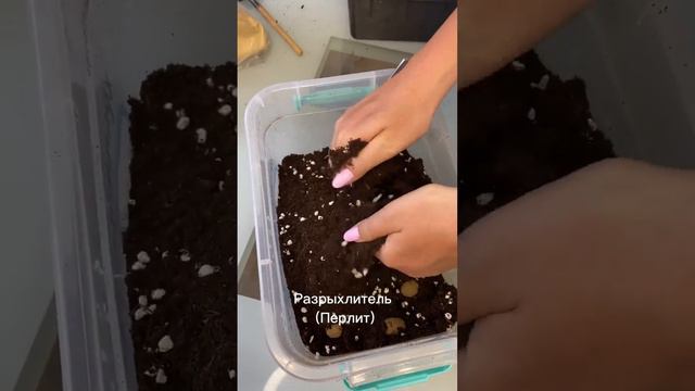 Лобелию из года в год сажаю только так ❤️🔥 смотреть онлайн