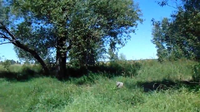 Большое дерево Ива 200 + лет смотреть онлайн