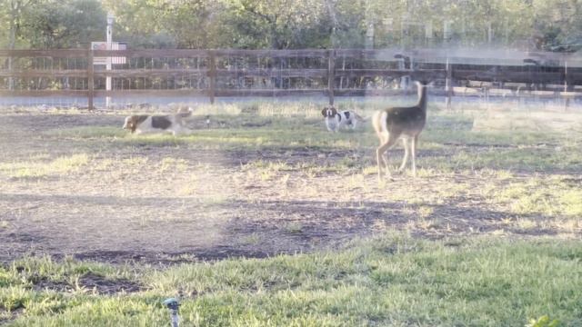 Morning playtime in Texas Hill Country - White Tail Deer and Basset Hounds смотреть онлайн