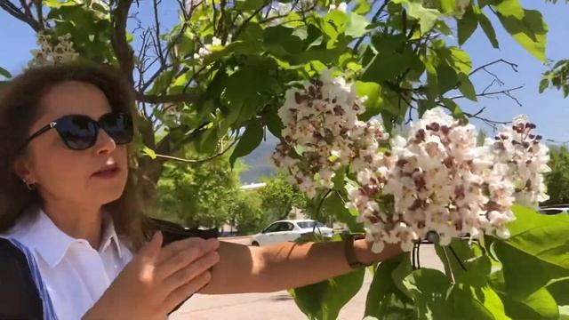 Catalpa bignonioides - Katalpa смотреть онлайн