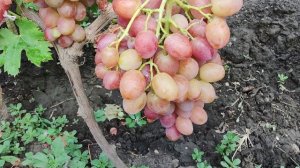 Обзор ранних сортов винограда