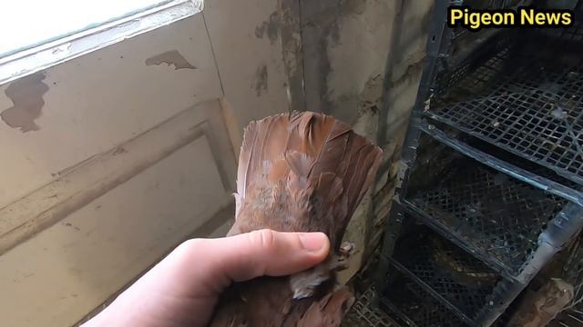 Как Быстро определить что у вас в Руке Самка или Самец смотреть онлайн