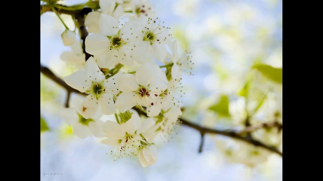Japan Spring смотреть онлайн