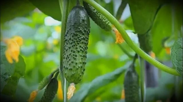 Огурец сорта герман особенности посадки и выращивания смотреть онлайн