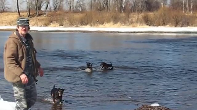 ЯГДТЕРЬЕРЫ В СИБИРСКОЙ РЕКЕ ЗИМОЙ.avi смотреть онлайн