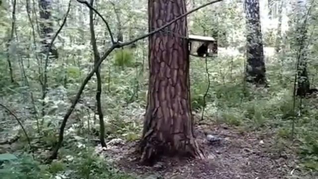 белка дерется с голубями ))) смотреть онлайн