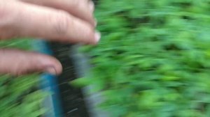 Обзор рассады на продажу. Подкормки, пикировка, уход.