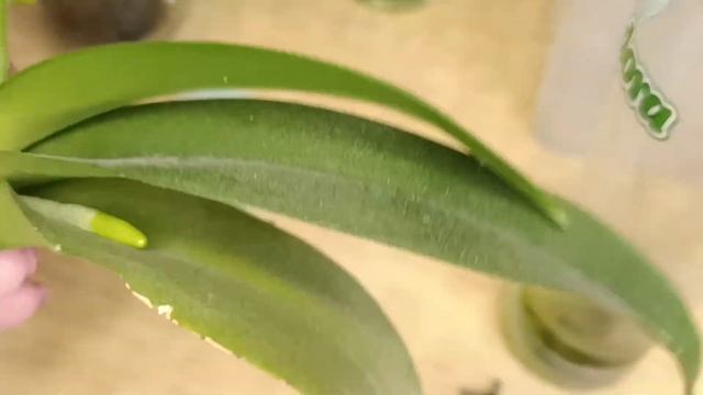 Выращиваем орхидею с нуля, наращиваем корни всего на одном листочке. смотреть онлайн