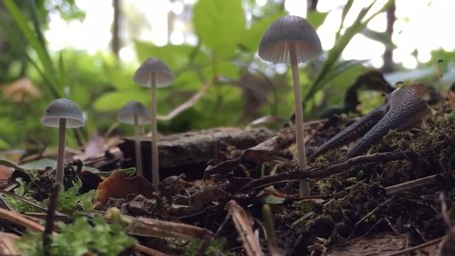 Blue Forest mushrooms! смотреть онлайн