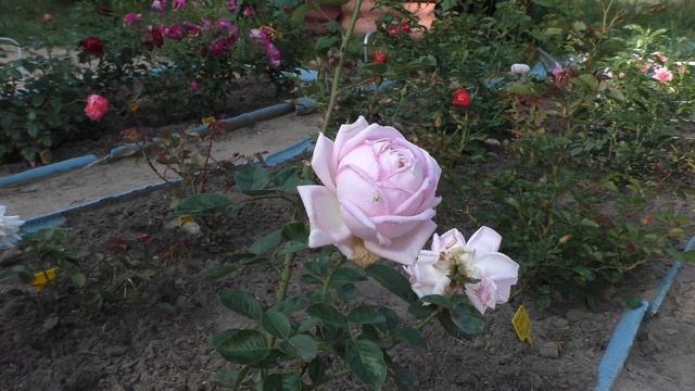 Мой розовый сад, сорта роз с названиями. Сезон 2019. Новинки, часть 2 смотреть онлайн