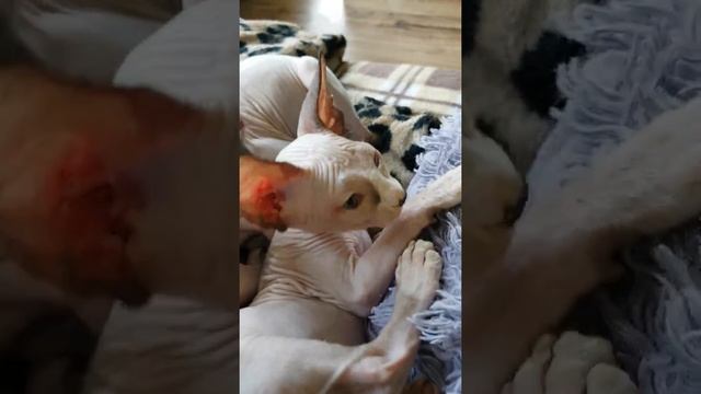 Мальчики сфинксы смотреть онлайн
