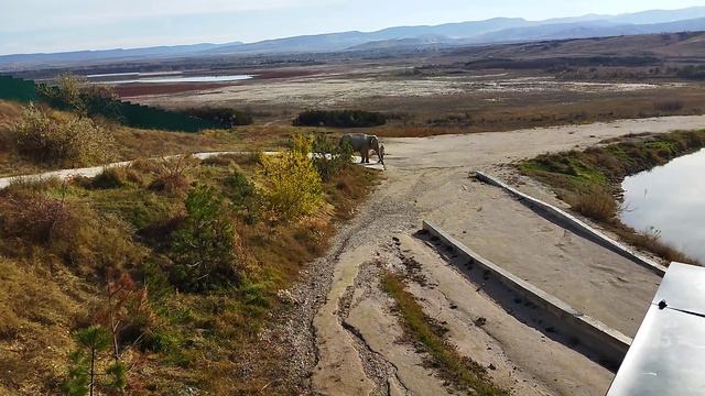 Слониха гуляет возле водоема