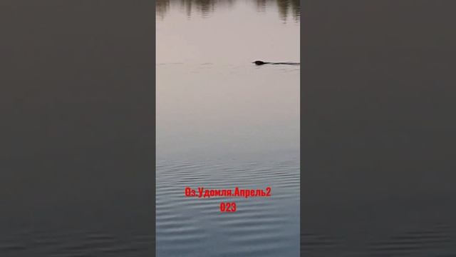 озеро Удомля!#природа#всегопонемногу#озеро#рыбалка#озероудомля#охотаирыбалка#2023#карпфишинг#видео смотреть онлайн