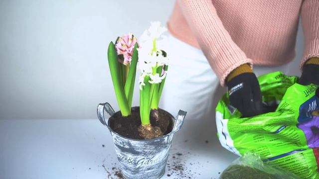 Гиацинты | Правила работы с цветущими луковицами | МК TURAGINA SCHOOL смотреть онлайн