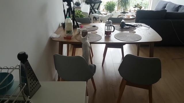 ОСТАВИЛИ КОТА | КРЕМ-СУП ИЗ БРОКОЛИ | ОСТОРОЖНО МИМИМИ #КОТОВЛОГ смотреть онлайн