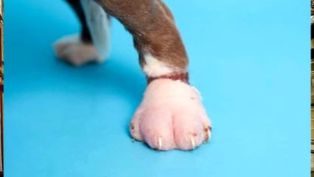 Лапки маленького щенка были крепко перевязаны жгутами, из за которых он не мог двигаться смотреть онлайн