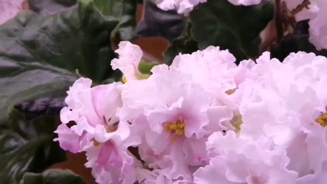 ВЫСТАВКА фиалок смотреть онлайн