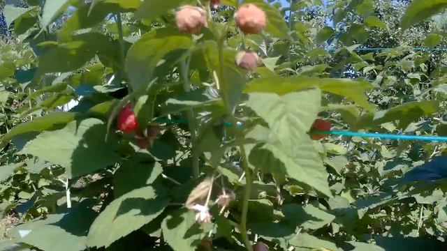 Малина Ранний урожай смотреть онлайн