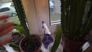 Как укоренить молочай. Мой опыт