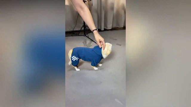 Одежда для собак. Зоотовары BRiARD смотреть онлайн