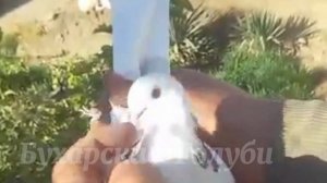 Бухарские  Голуби,чуть  Их рассказ Голуби  Брата Бека Узбекистан г  Бухара